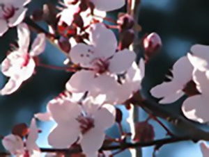 Purple Pony Dwarf Plum